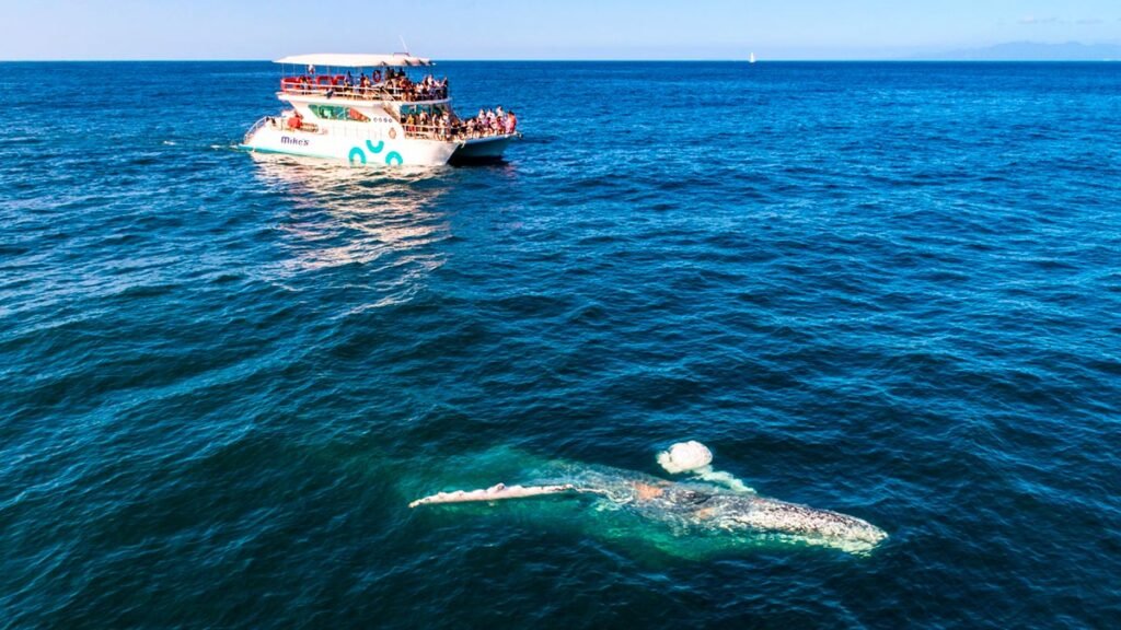 Tour Avistamiento de Ballenas en Catamarán de Lujo