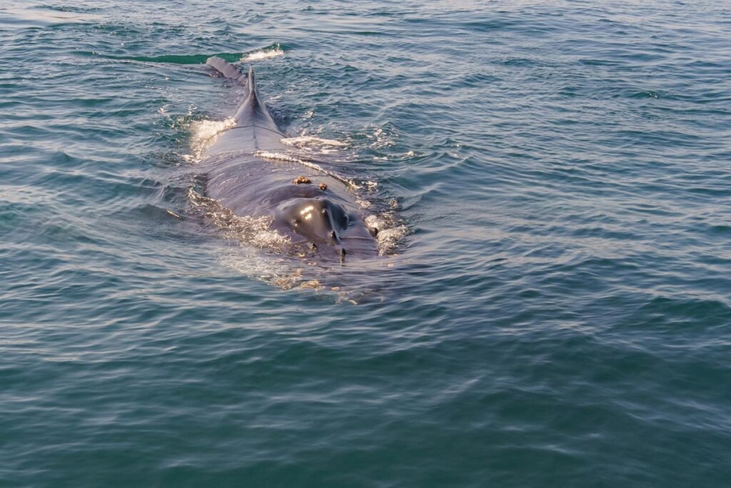 Tour Avistamiento de Ballenas en Catamarán de Lujo