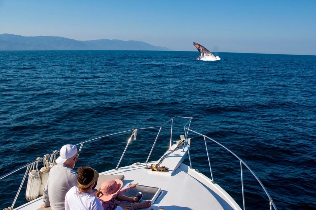 Tour Avistamiento de Ballenas en Catamarán de Lujo