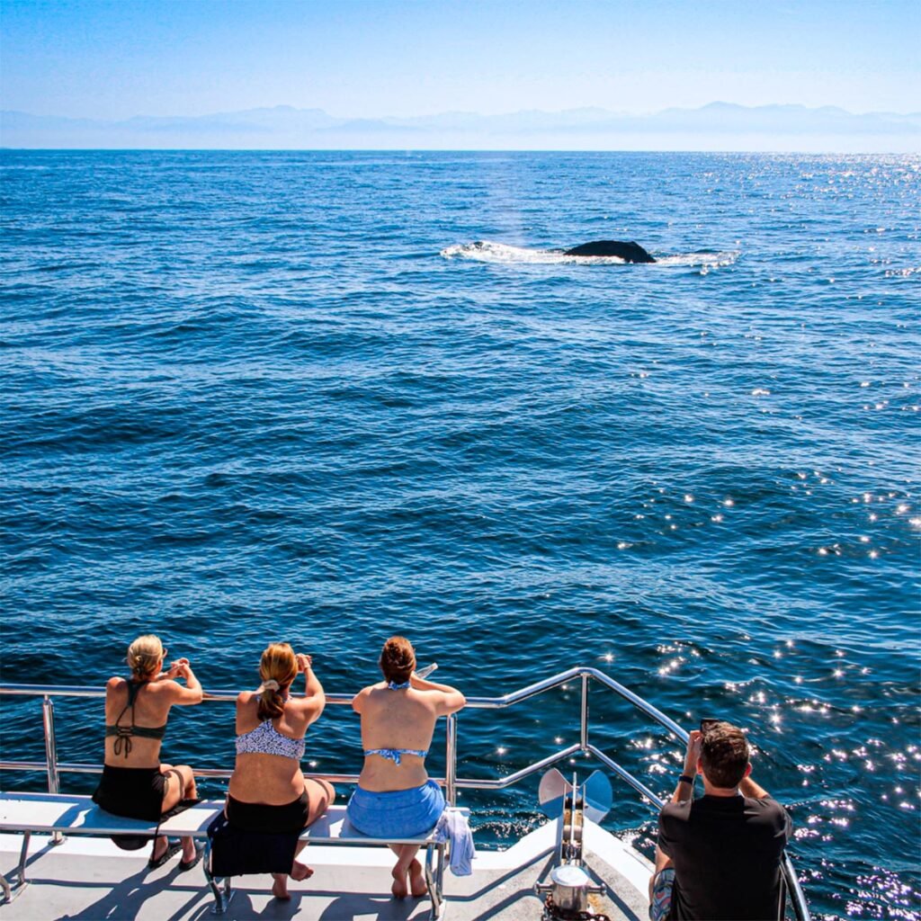 Tour Avistamiento de Ballenas en Catamarán de Lujo