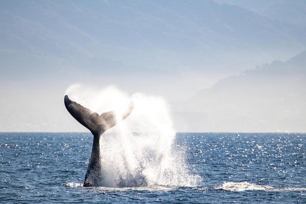 Tour Avistamiento de Ballenas en Catamarán de Lujo