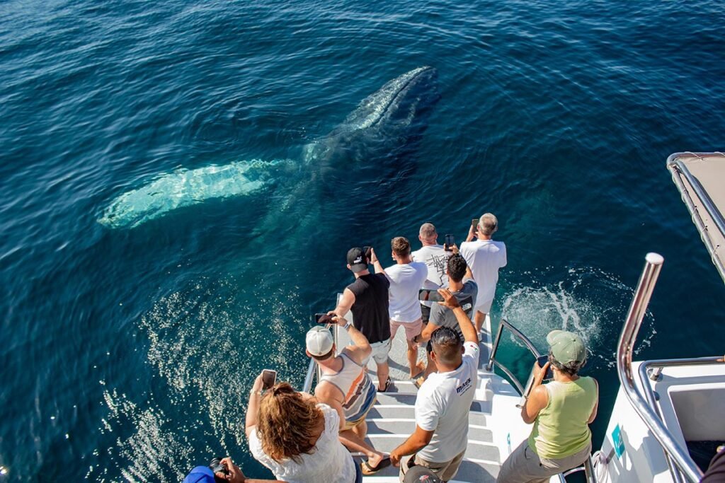 Tour Avistamiento de Ballenas en Catamarán de Lujo