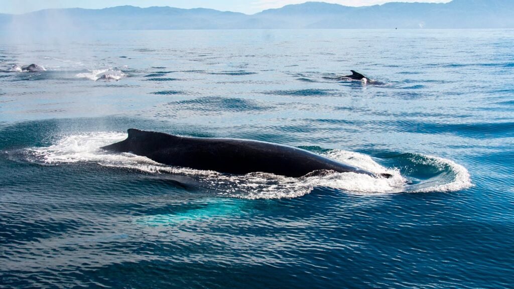 Tour Avistamiento de Ballenas en Catamarán de Lujo