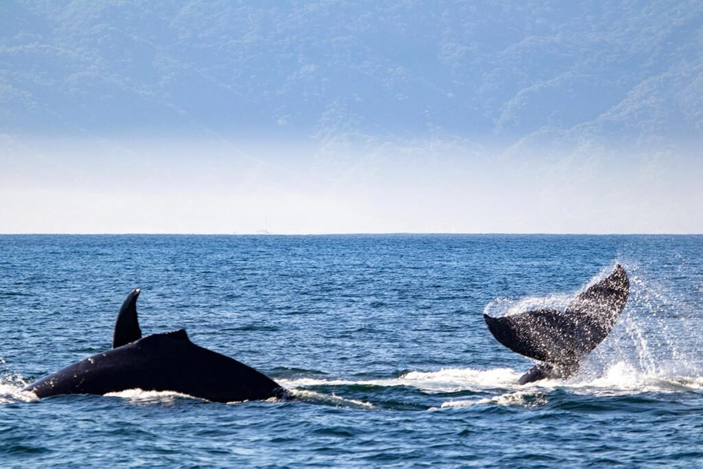 Tour Avistamiento de Ballenas en Catamarán de Lujo