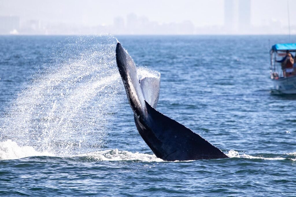 Tour Avistamiento de Ballenas en Catamarán de Lujo