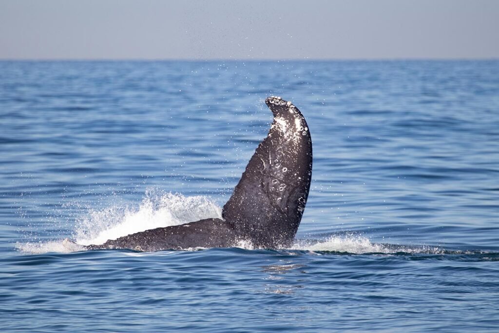 Tour Avistamiento de Ballenas en Catamarán de Lujo