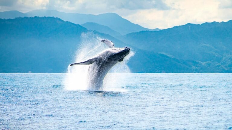 Avistamiento de Ballenas En Catamarán de Lujo en Puerto Vallarta