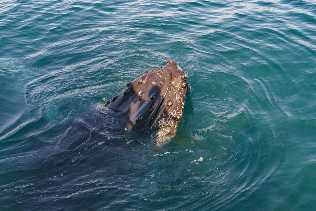 Tour Avistamiento de Ballenas en Catamarán de Lujo