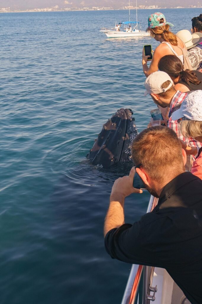 Tour Avistamiento de Ballenas en Catamarán de Lujo