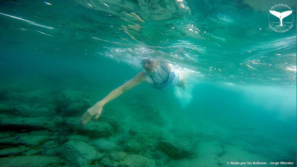 Conservación de la Ballena Jorobada en la Bahía de Banderas