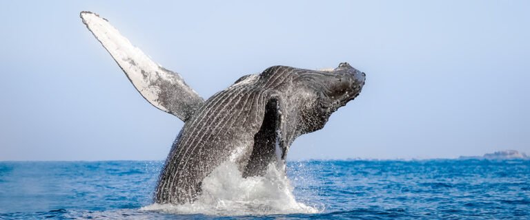 Temporada de ballenas en Puerto Vallarta 2024