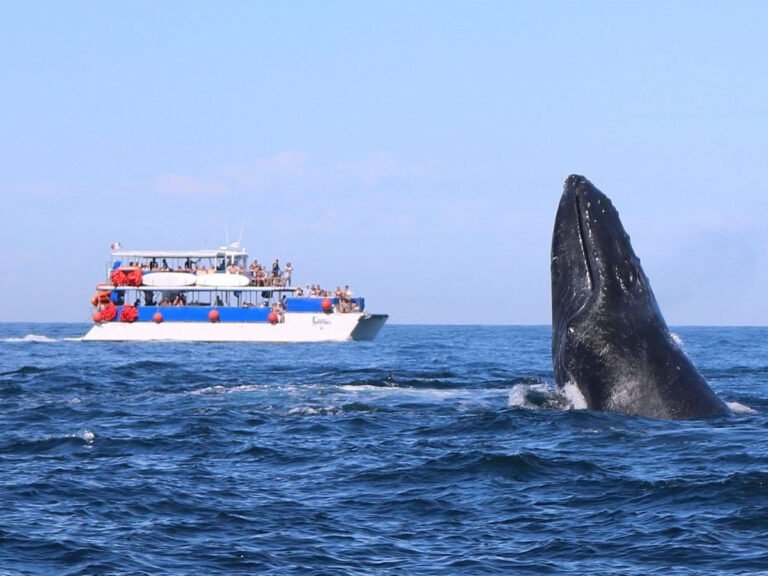 tours en puerto vallarta