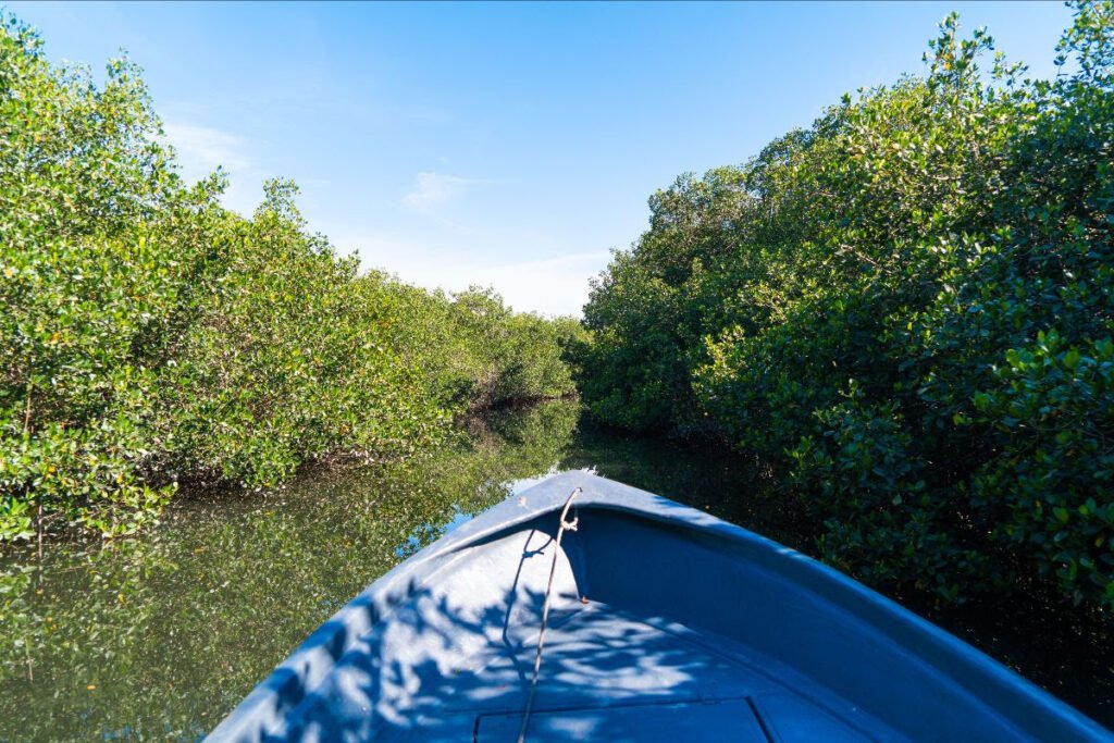 Estero El Salado: Descubre el Increíble Pulmón Verde de Puerto Vallarta 2 Estero el salado 3