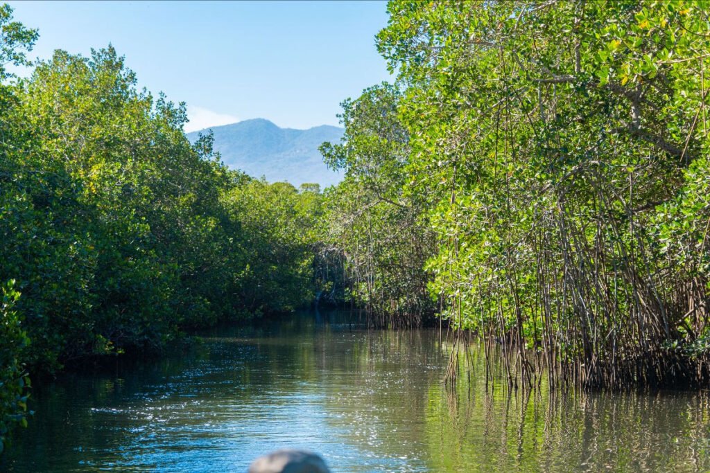 Estero El Salado: Descubre el Increíble Pulmón Verde de Puerto Vallarta 3 Estero el salado 4