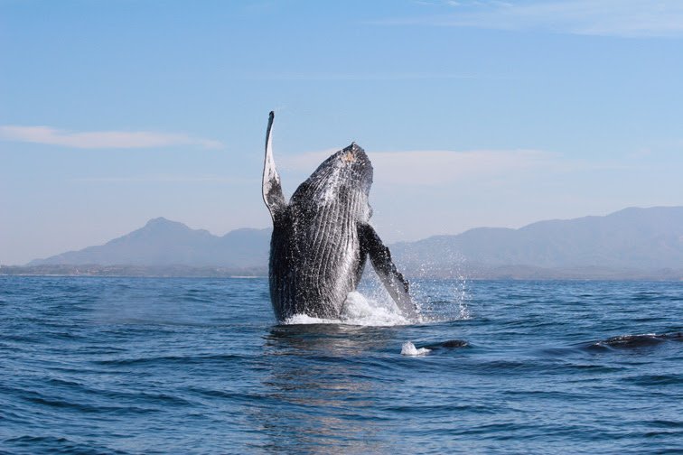 Majestuoso salto de una ballena jorobada con la silueta de las montañas de la costa y la Bahía de Banderas de fondo.
