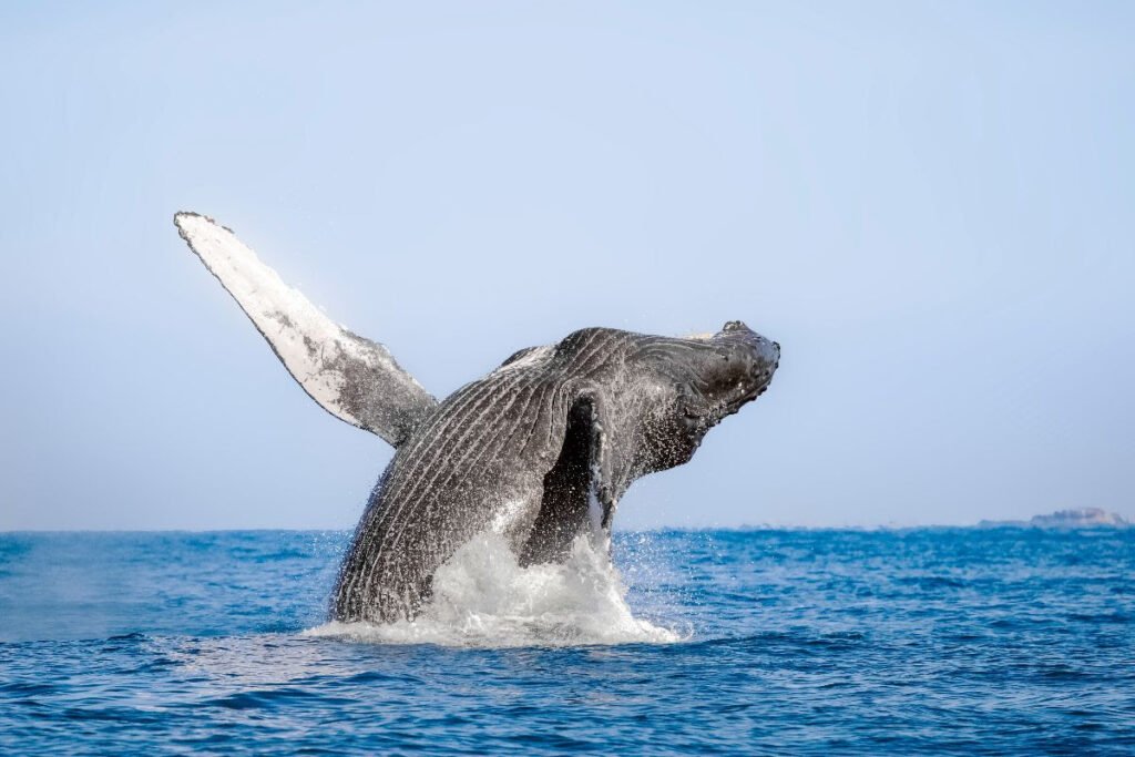 mpresionante salto de una ballena jorobada mostrando su gran aleta pectoral en las costas de Jalisco.