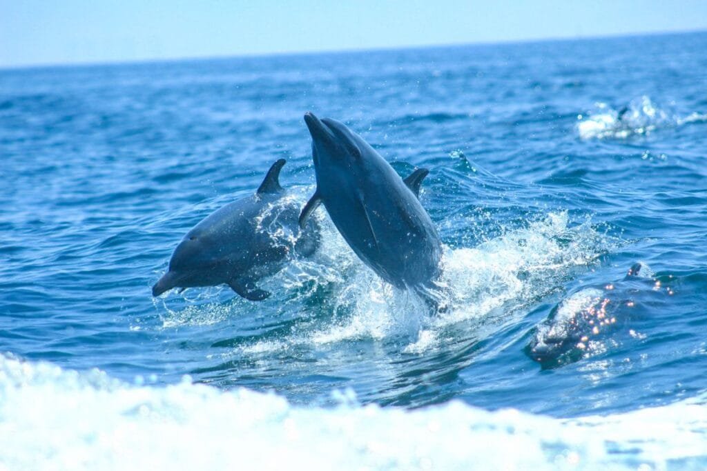 avistamiento-delfines-vallarta