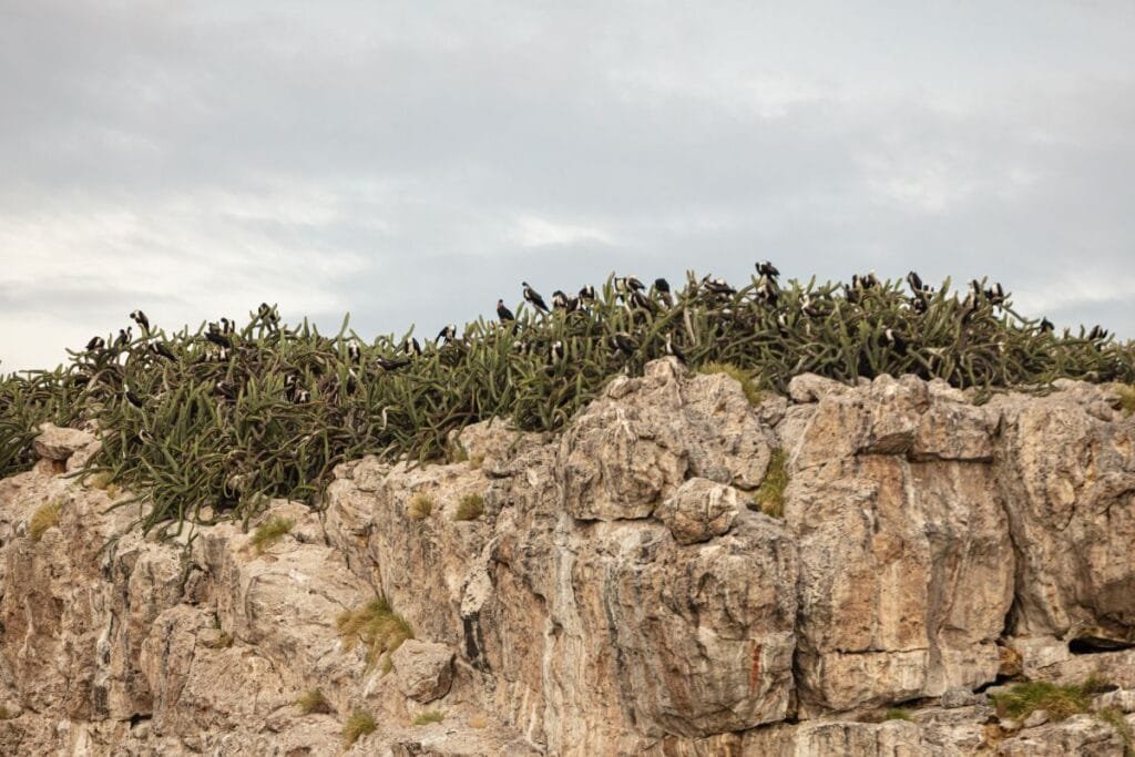 Fragatas anidando en la vegetación de las Islas Marietas.