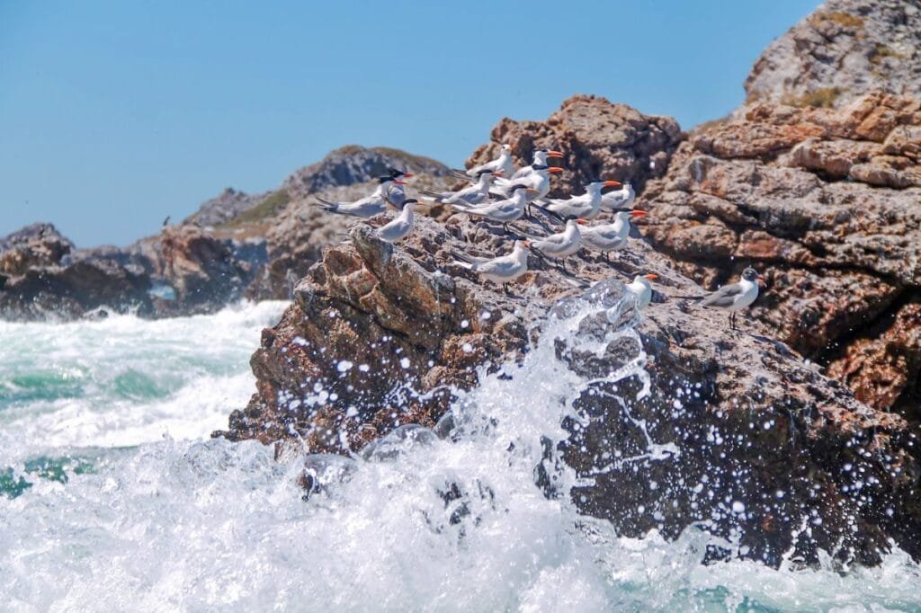 Grupo de aves marinas en las rocas de las Islas Marietas.