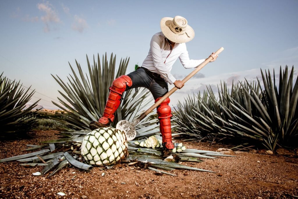 Tours en Tequila Jalisco: Aventura, Trenes y Cascadas Ocultas 1 Jimador cortando las pencas de una piña de agave con su coa tradicional en un campo de Jalisco.